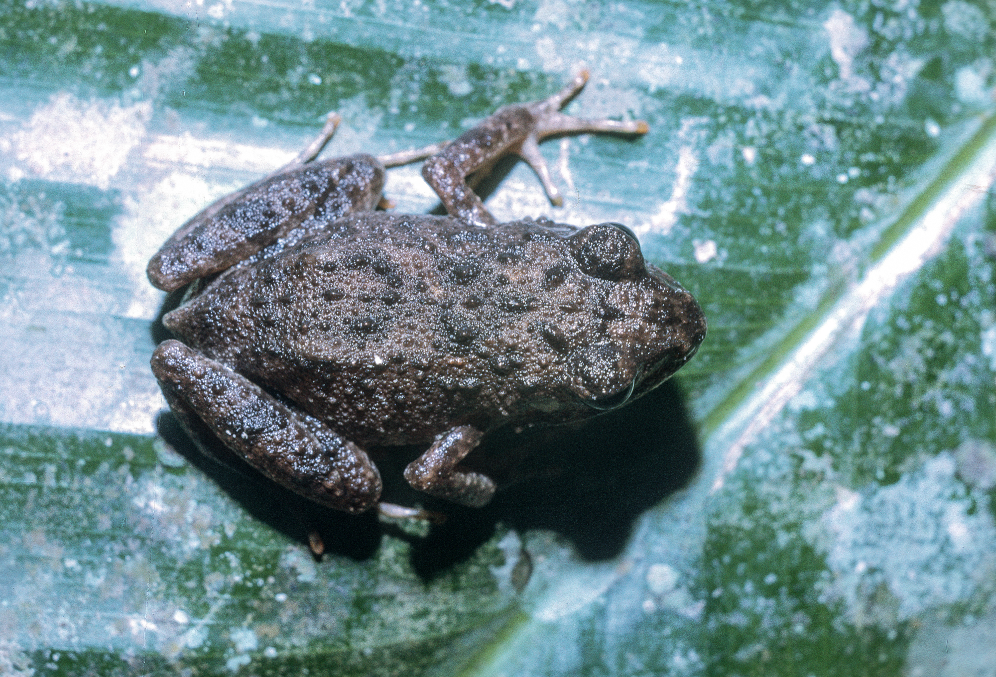 Arthroleptis adelphus Perret, 1966