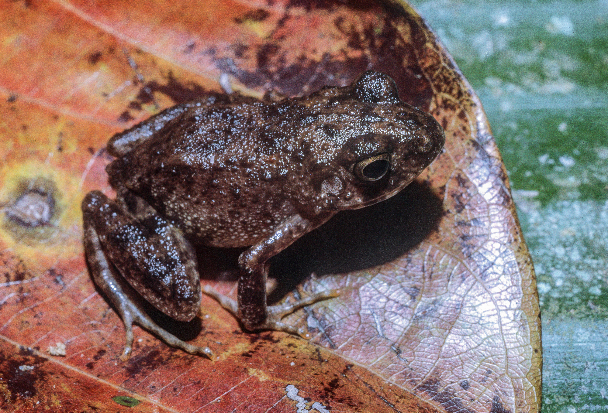Arthroleptis adelphus Perret, 1966