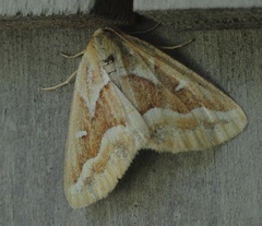 Caripeta angustiorata