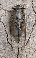 Cryptotympana atrata