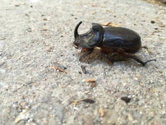 Oryctes nasicornis grypus