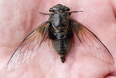 Cryptotympana atrata