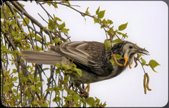 Anthochaera paradoxa