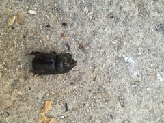 Oryctes nasicornis grypus