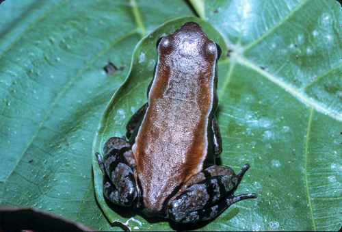 Mertens' Torrent Toad