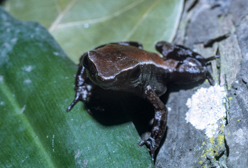 Mertens' Torrent Toad