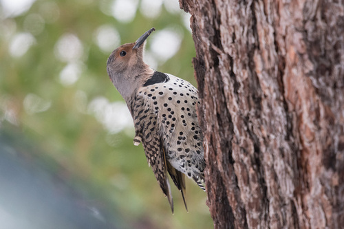 Northern Flicker