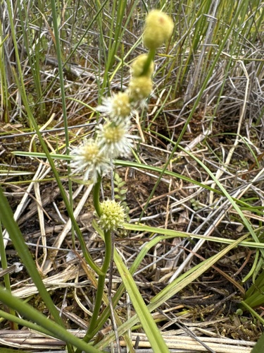 Sparganium subglobosum iNat (3)