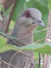 Streptopelia orientalis