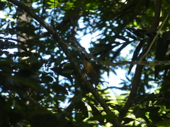 Colluricincla rufogaster