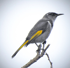 Crescent Honeyeater photo 3