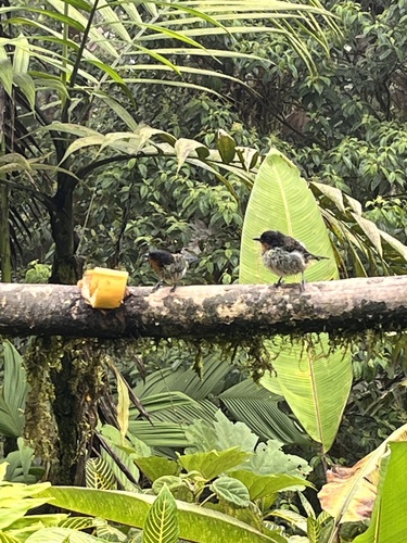 Rufous-throated Tanager (Ixothraupis rufigula), photo 6