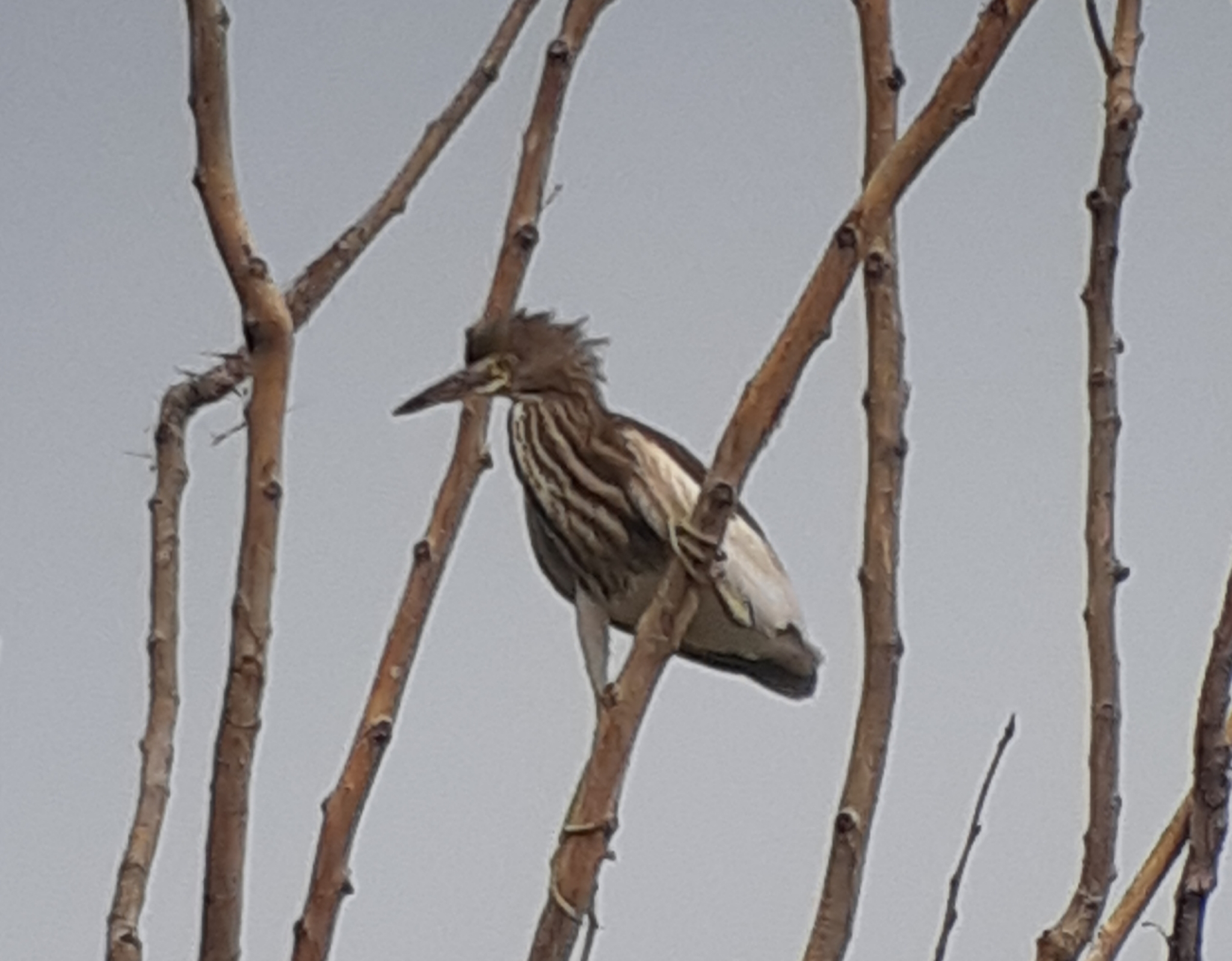 Chinese Pond Heron