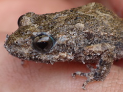 Crinia pseudinsignifera