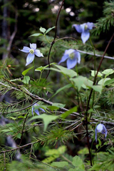 Clematis occidentalis grosseserrata