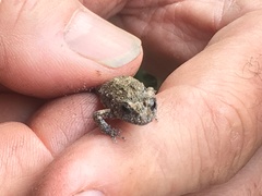 Crinia pseudinsignifera