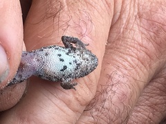 Crinia pseudinsignifera