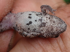 Crinia pseudinsignifera