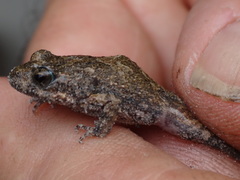 Crinia pseudinsignifera