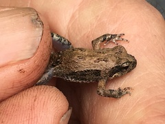 Crinia pseudinsignifera