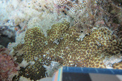 Leptastrea transversa