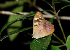 Heteronympha banksii