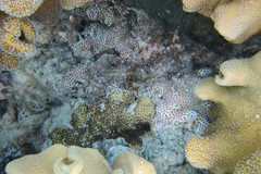 Leptastrea transversa