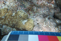 Leptastrea transversa