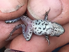 Crinia pseudinsignifera