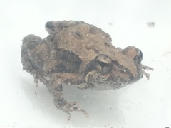Crinia pseudinsignifera