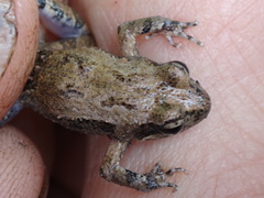 Crinia pseudinsignifera