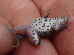 Crinia pseudinsignifera