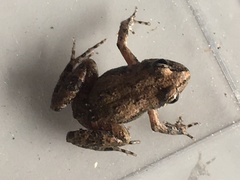 Crinia pseudinsignifera