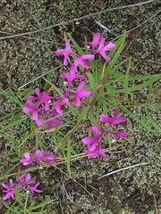 Clarkia pulchella