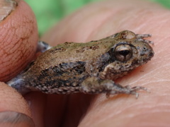 Crinia pseudinsignifera