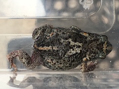 Pseudophryne guentheri