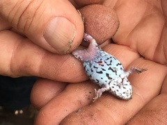 Pseudophryne guentheri