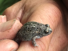 Pseudophryne guentheri