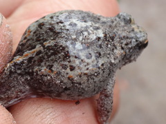 Pseudophryne guentheri