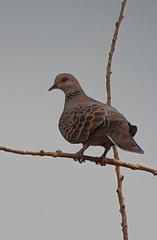 Streptopelia orientalis