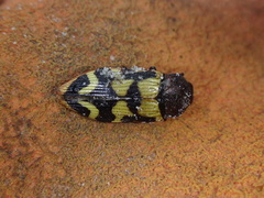 Castiarina bazilisca