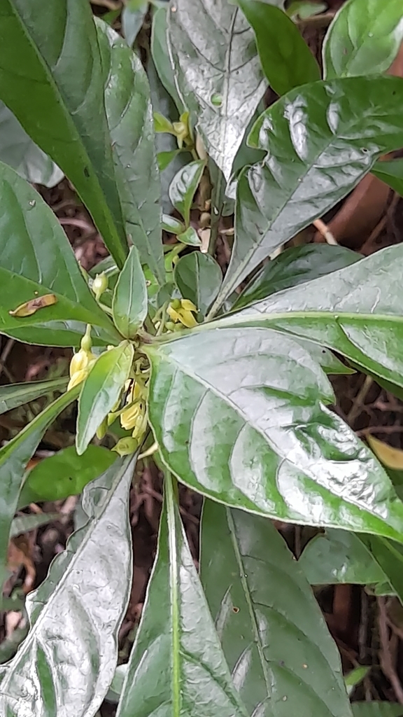 Hoffmannia australis