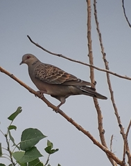 Streptopelia orientalis