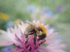 Bombus laesus