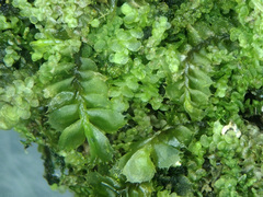 Plagiochila punctata