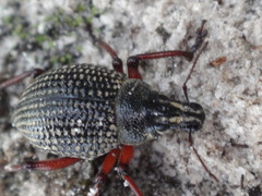 Catasarcus impressipennis
