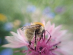 Bombus laesus