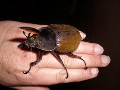 Dynastes septentrionalis