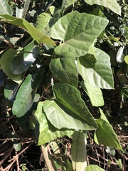 Cissus fragilis