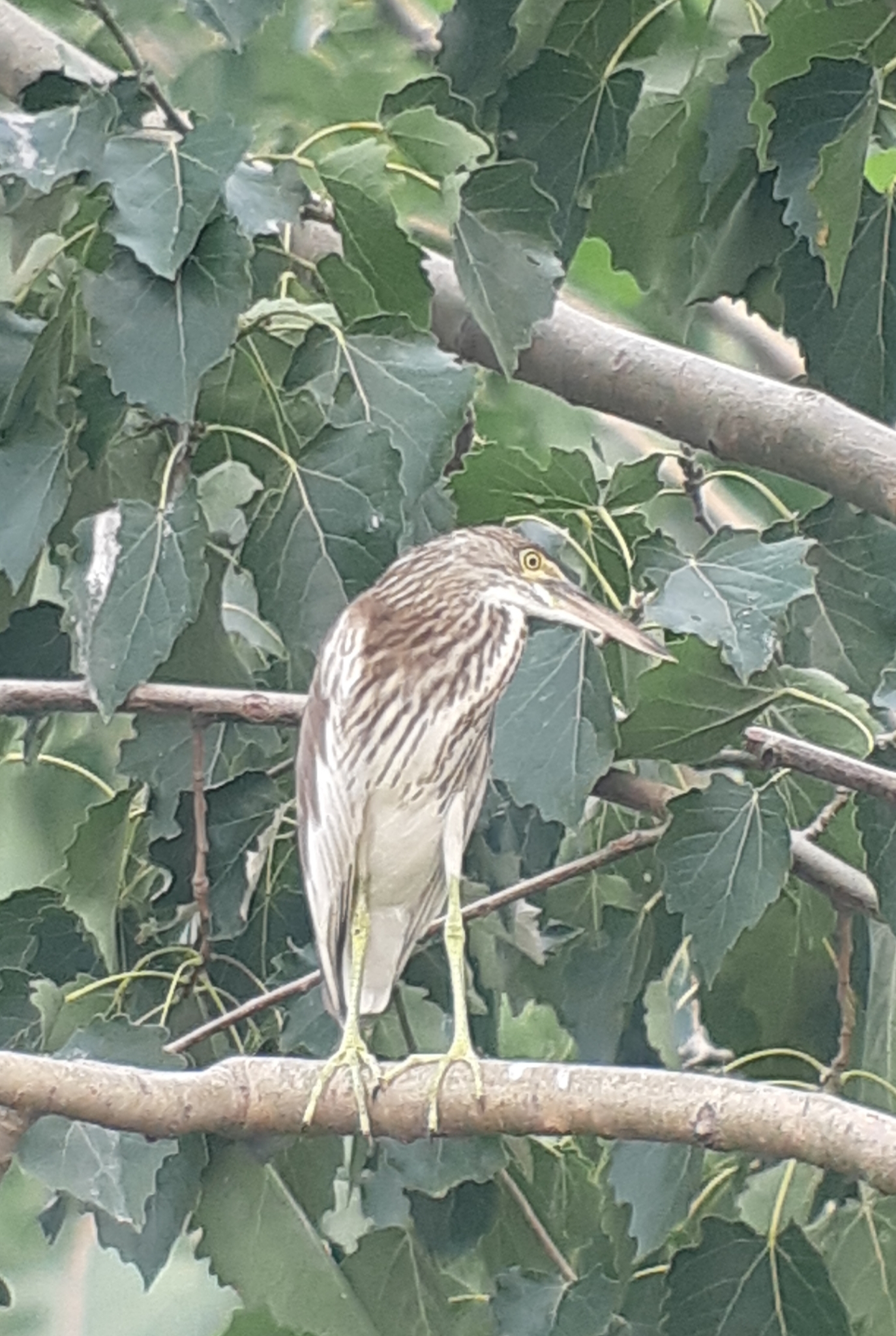 Chinese Pond Heron